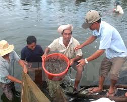 Phát hiện 68 xe tải chở tôm giống không kiểm dịch ảnh 1